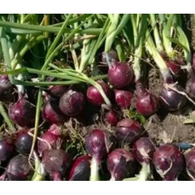 Примула F1 - семена лука репчатого озимого, 250 000сем., Libra Seeds